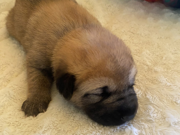 chinook puppy